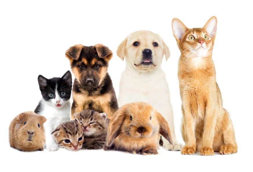 5D Animal Diamond Painting kits! Dogs, cats, rabbits, hamsters and snakes! Full Drill Diamond Painting Kits for children and adults